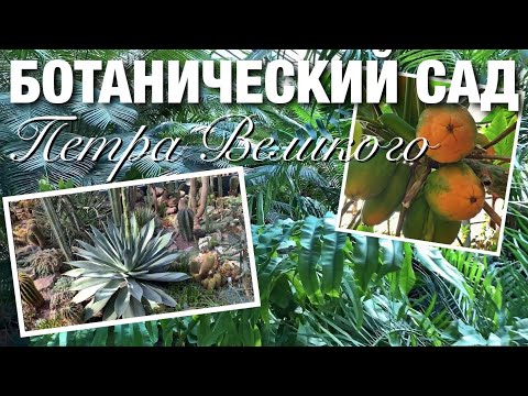 Видео: БОТАНИЧЕСКИЙ САД Петербурга. Экскурсия по Тропическому маршруту. Прогулка по парку. Июнь 2021.
