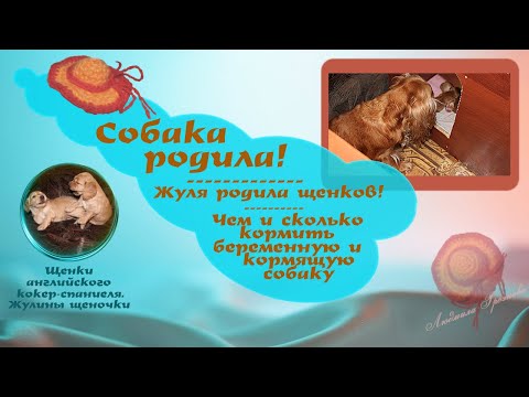 Видео: Собака родила! Жуля родила щенков! Чем и сколько кормить беременную и кормящую собаку.