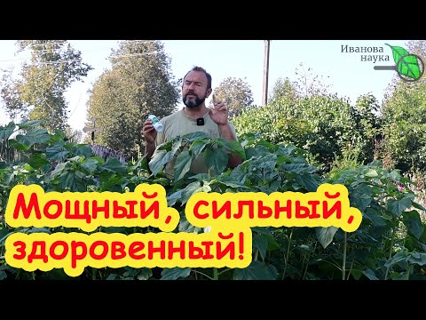 Видео: Азбука сидератов. Ч. 12. Неожиданный и красивый ПОДСОЛНЕЧНИК. Что дает подсолнечник как сидерат.