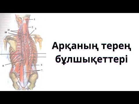 Видео: АРҚА БҰЛШЫҚЕТТЕРІ. 2-БӨЛІМ.