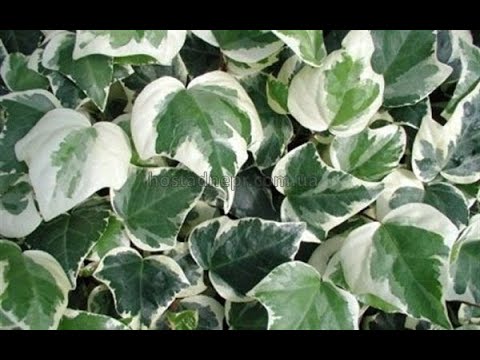 Видео: Плющі для продажу #плющ #hedera