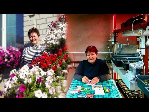 Видео: КАК Я НАУЧИЛАСЬ ВЫРАЩИВАТЬ АМПЕЛЬНЫЕ ПЕТУНИИ? ЗДОРОВЫЕ И ПЫШНЫЕ!