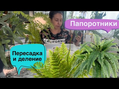 Видео: ПАПОРОТНИКИ🌿Нефролеписы и Флебодиум🌿Деление и пересадка