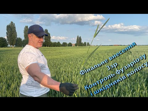 Видео: Захист колосу від фузаріозу + контроль шкідника на посівах пшениці