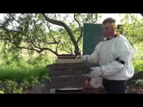 Видео: Пчёлы -  Ловушка для ловли роёв  (Хващане на рой)