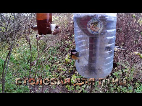 Видео: Кормушка с семечками и просо 27 октября 2025 года (05)