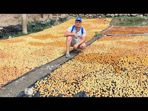 Видео: Узбекистан! Самый Фруктовый , Горный Кишлак!
