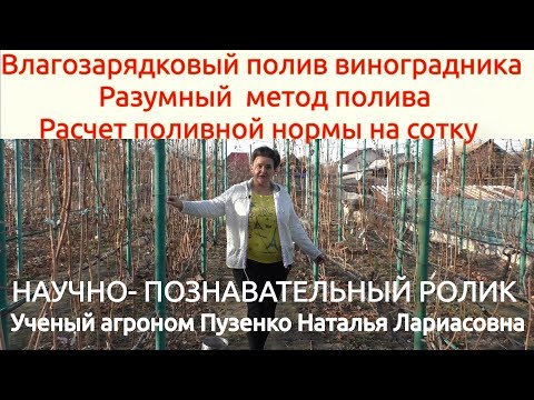 Видео: Влагозарядковый полив винограда в зиму, метод полива, расчет количества литров на сотку