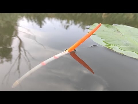 Видео: Рыбалка на ПОПЛАВОК  - КРУПНЫЙ КАРАСЬ, ПЛОТВА на вечерней зорьке