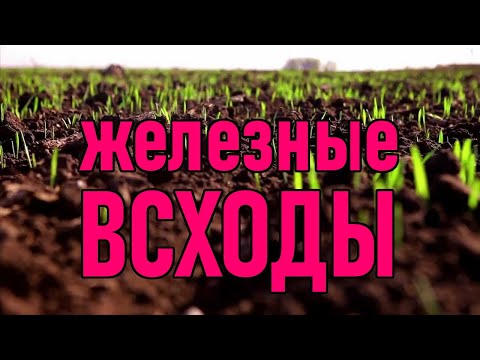 Видео: Железные всходы