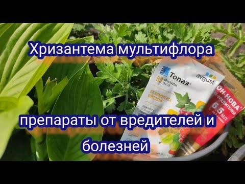 Видео: Хризантема мультифлора. Борьба с вредителями и болезнями.