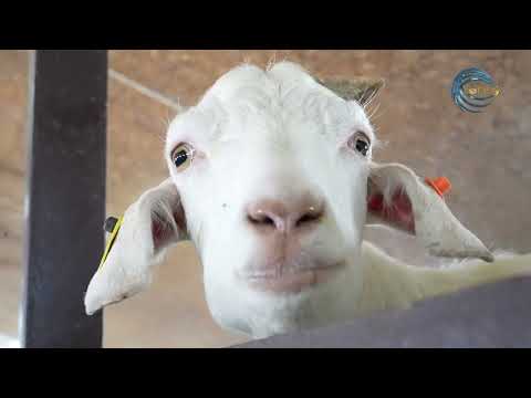 Видео: ЕШКІ СҮТІ / ҚАЗАҚСТАНДА ЖАСАЛҒАН / ЕЛ мен ЖЕР / 01.03.2024