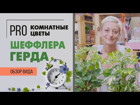 Видео: Шеффлера Герда - пестролистная красавица, неприхотливая и отзывчивая