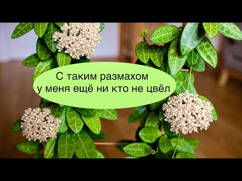 Видео: С таким размахом у меня ещё ни кто не цвёл!