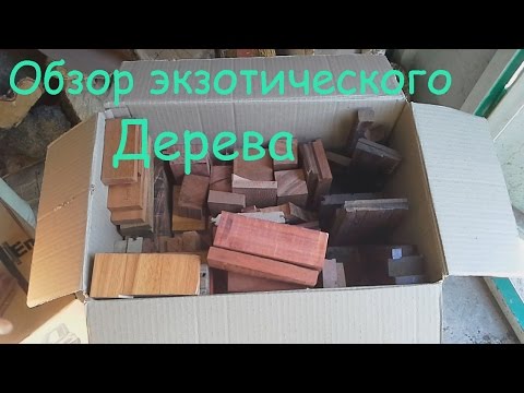 Видео: Экзотическое дерево