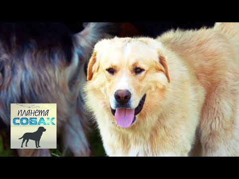 Видео: Греческие овчарки. Планета собак 🌏 Моя Планета