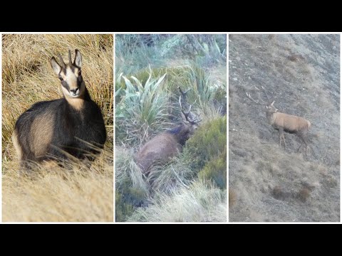 Видео: Что такое охота? Основные моменты охоты с мая по октябрь 2025 г.