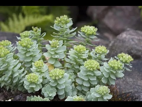 Видео: Родиола розовая - замена женьшеня