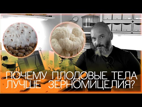 Видео: Зерномицелий или плодовое тело? Разберемся на примере чаги и ежовика гребенчатого. Михаил Вишневский