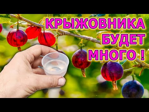 Видео: КРЫЖОВНИК будете собирать ведрами на даче! Четыре совета как выращивать много крыжовника. Крыжовник.