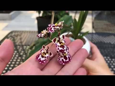 Видео: ЦВЕТЕНИЕ ОРХИДЕЙ! Толумния,фаленопсисы,пафиопедилум и онцидиум.