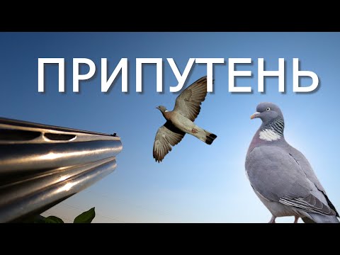 Видео: ПРИПУТЕНЬ - дикий лісовий голуб.  Полювання з чучелами на полі.