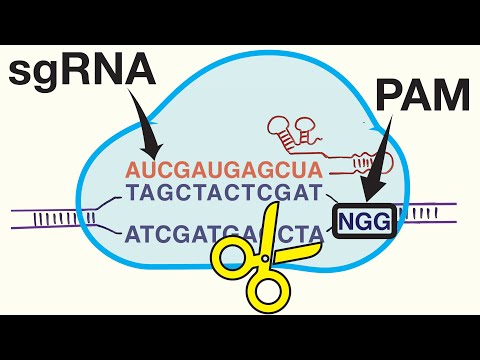 Видео: Редактирование генома с помощью CRISPR-Cas9