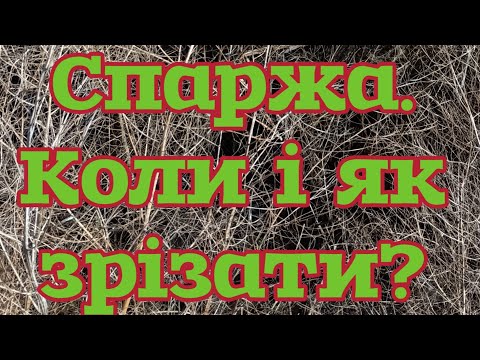 Видео: Спаржа. Підготовка до зими.Якщо є додаткові питання, задавайте #спаржа #аспарагус #asparagus