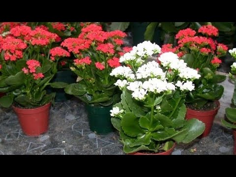 Видео: Каланхоэ гулимиз жудаям чиройли булиб усиши учун нима киламиз