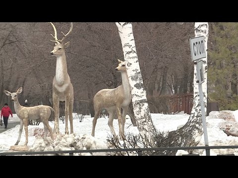 Видео: Край без окраин: Сосновоборск