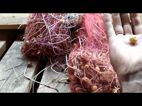 Видео: Один із способів бютжетного відновлення та розмноження сорту картоплі