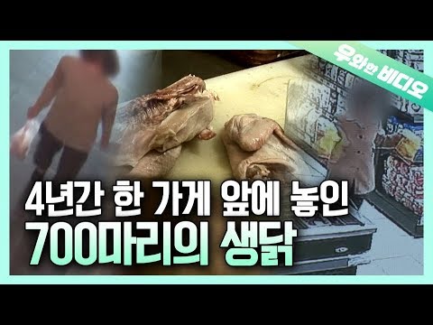 Видео: Цыплята, отправленные незнакомцем, ежедневно в течение 4 лет