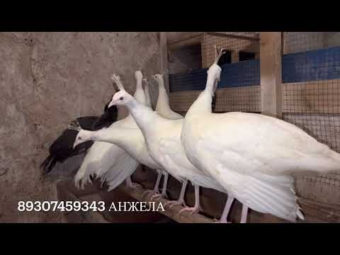 Видео: Павлинята и Шамо