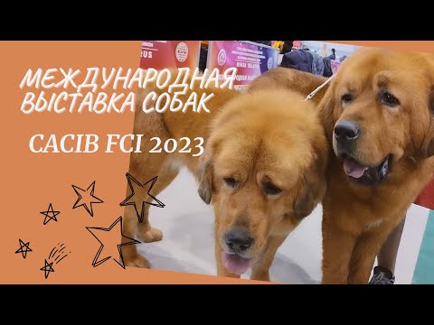 Видео: Международная выставка собак... CACIB FCI 2023 Минск