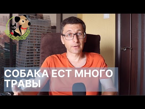 Видео: Собака ест много травы и рвет, нужно к ветеринару или это нормально?