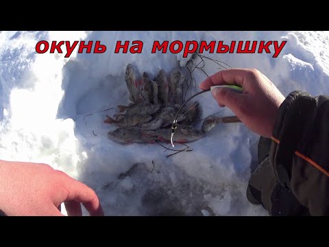 Видео: В тайгу за окунем. Ловля на мормышку.