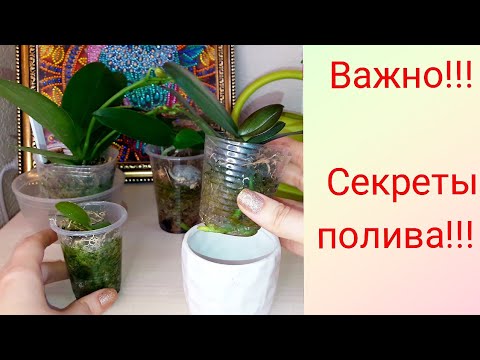 Видео: КАК часто  поливать орхидеи во мхе? Когда, почему? Особенности полива.19 мая 2020 г.