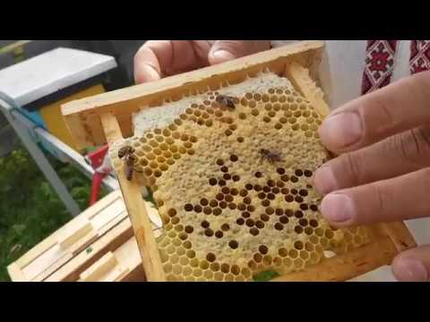 Видео: Работаем на пасеке 15.05.2018