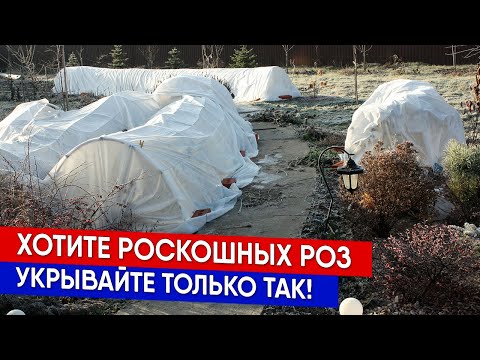 Видео: Хотите роскошных роз - укрывайте только так!