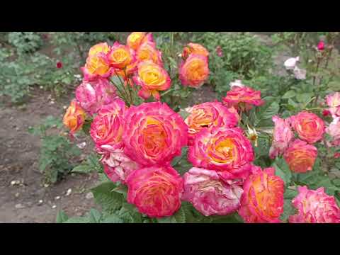 Видео: Богині мого королівства !///Це треба побачити !//Після зливи !///