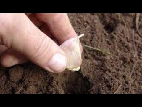 Видео: Чеснок экиш схемалари👍 #agrosport