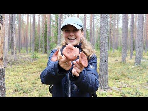 Видео: СБОР ГРИБОВ с дедушкой | англичанка едет в ВЫБОРГ, КРОНШТАДТ + еще!