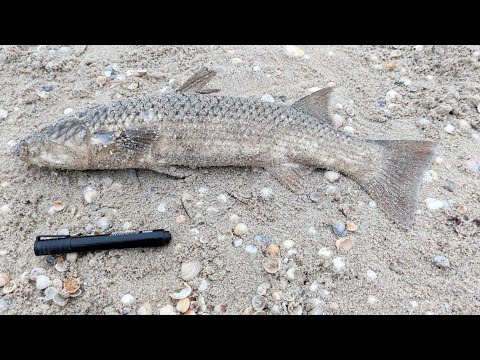 Видео: Прямой Эфир! Пеленгас рыбалка осенью