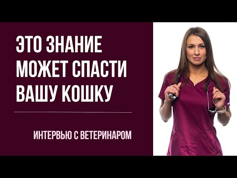 Видео: О кошачьей чумке, вирусах и лучших вакцинах | ТОП-50 вопросов врачу инфекционисту Питера