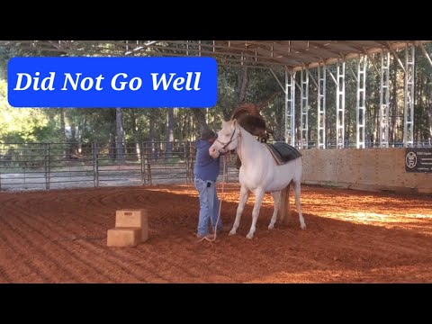 Видео: Оценка новой лошади