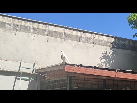 Видео: Бойние голуби. Мой Фронтовик. 09.05.24 Грузия. Тбилиси