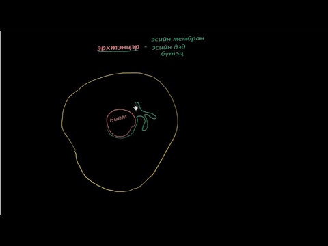 Видео: Органеллийн тухай ерөнхий ойлголт
