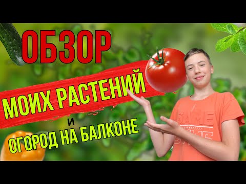 Видео: ОБЗОР МОЕГО ОГОРОДА НА БАЛКОНЕ + Зимний огород!