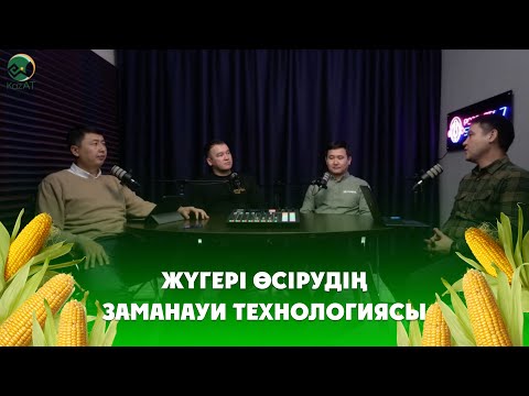 Видео: Жүгері өсірудің озық технологиясы... Өте қызық ақпараттар  #ақпарат #агро #пайдалы #қазақша