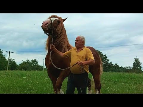 Видео: 🥁Красень жеребець АРТУР💪 на продаж 🪙і красуня ПОЛІНА🌺🥰💥